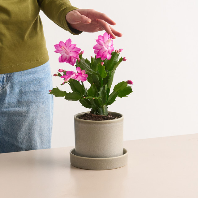 Weihnachtskaktus Schlumbergera von BLUME2000 in Rosa als Topfpflanze - Bild 1
