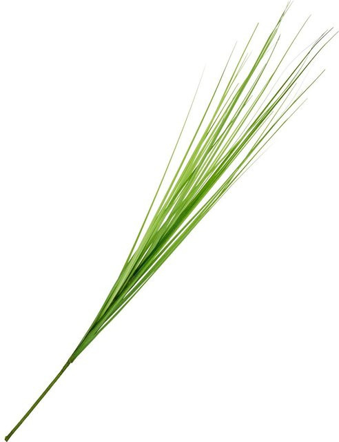 Grüne Kunstpflanze Isolepsis Gras aus Kunststoff, Höhe: 70 cm, Breite: 15 cm - Bild 1