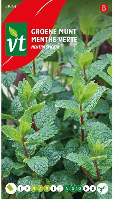 Arborix Minze Saatgut für Garten und Küche, 0,2 g - Bild 1