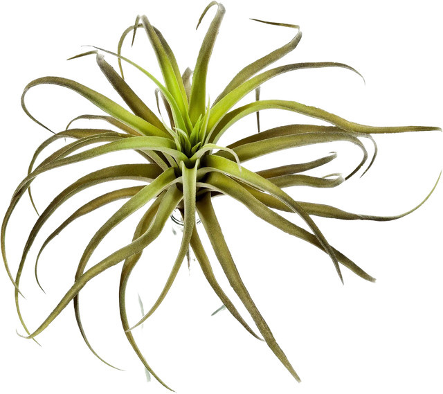 Künstliche Pflanze Tollandsia Olivia von Aplanta, Höhe: 26 cm - Bild 1