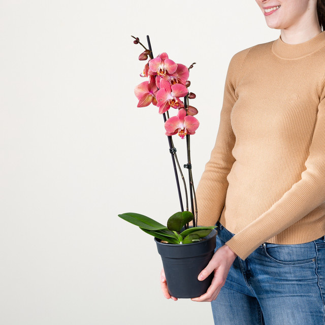 Phalaenopsis Orchidee Dragon Heart von BLUME2000 in Rot, Lila und Pink - Bild 1