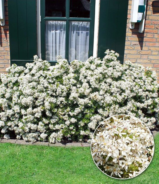 Orangenblume White Dazzler® - Bild 1
