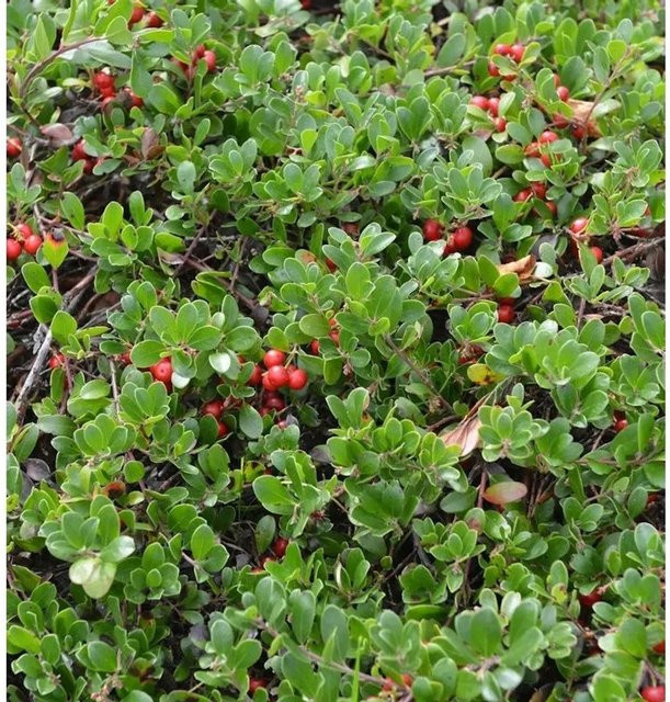 Europäische Bärentraube Arctostaphylos uva-ursi Strauch von Nr-01.de in Grün und Rot, Höhe: 20-25 cm - Bild 1