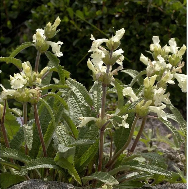 Kaukasus-Ziest Betonica nivea Buchviole in Weiß - Bild 1