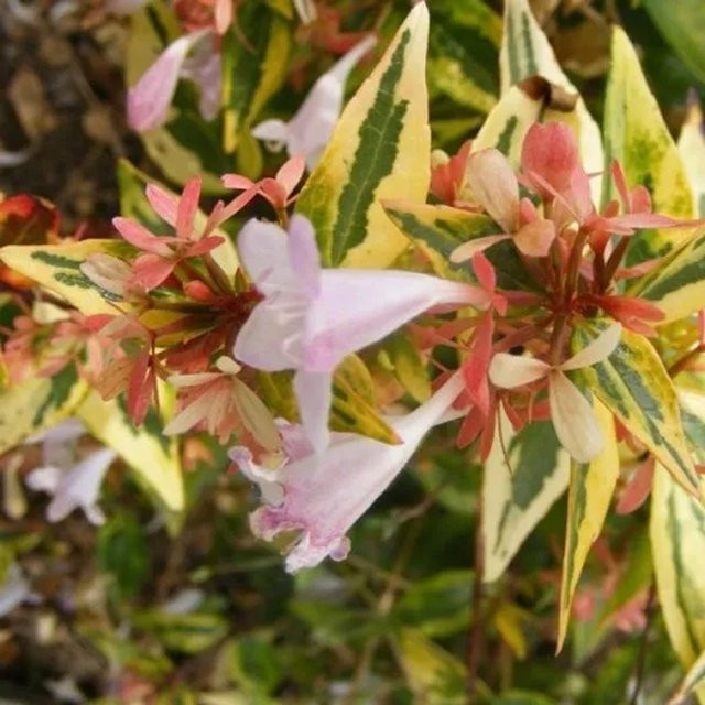 Arborix Abelia grandiflora Francis Mason Zierstrauch mit überhängendem Wuchs, gelb-weiße Blüten, Container-Pflanze, Höhe: 30 cm - Bild 1