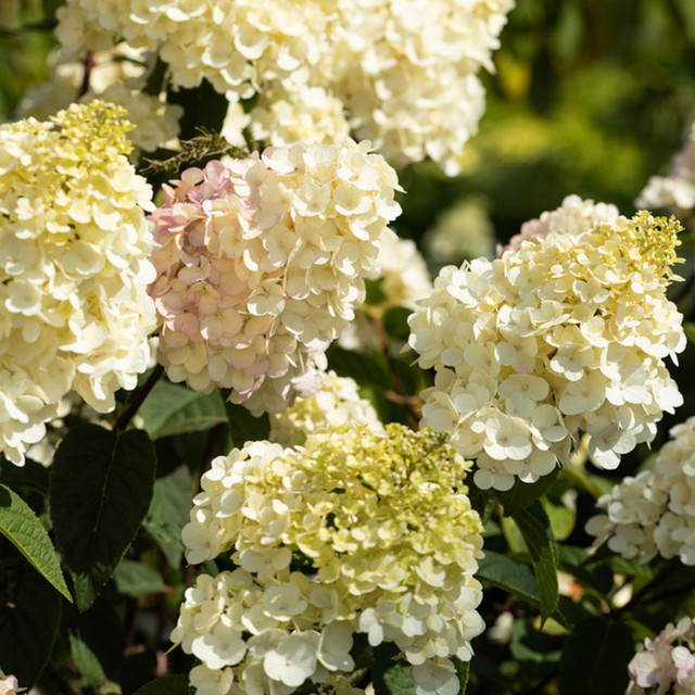 Rispenhortensie Vanille Fraise im Mein schöner Garten Shop, weiß, rosa und lila - Bild 1
