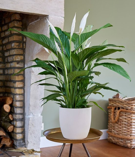 Spathiphyllum Zimmerpflanze in Weiß, Höhe: 55-65 cm - Bild 1