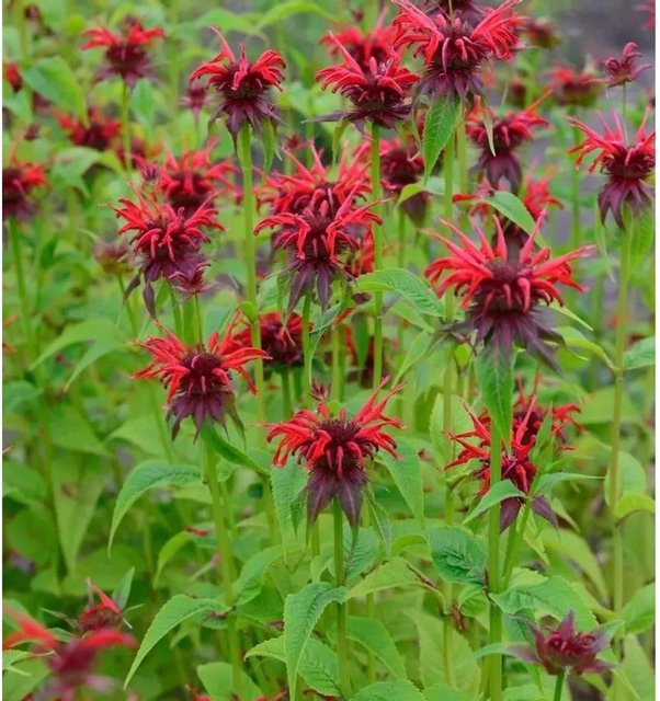 Monarda didyma Indianernessel Squaw rote Staude von Nr-01.de - Bild 1