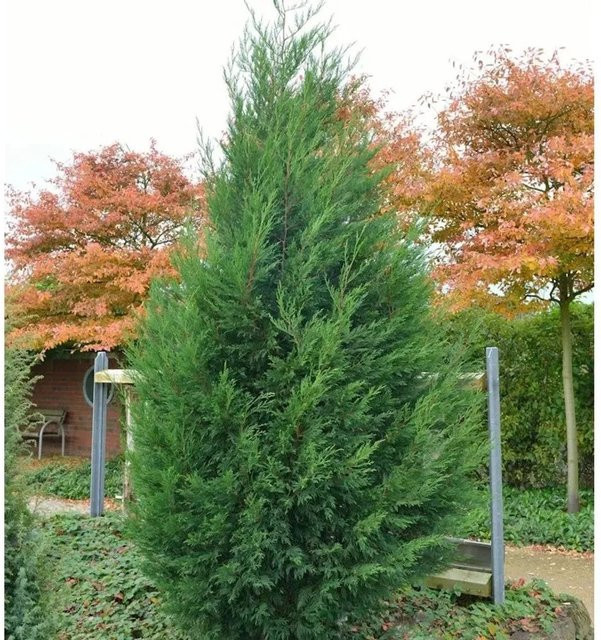 Leyland-Zypresse Cupressocyparis Leylandii als grüne Heckenpflanze oder Solitärgehölz, Höhe: 40-60 cm - Bild 1