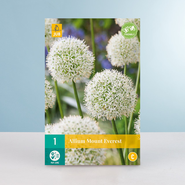 Allium Mount Everest Zwiebel für deinen Garten - Bild 1