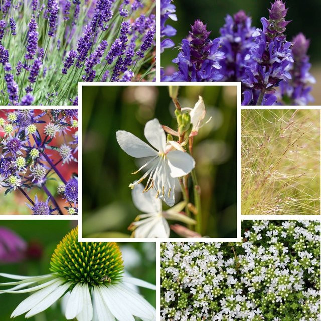 Stauden-Set Mediterraner Staudengarten von Mein schöner Garten Shop mit 8 Pflanzen in Blau, Weiß und Bunt - Bild 1