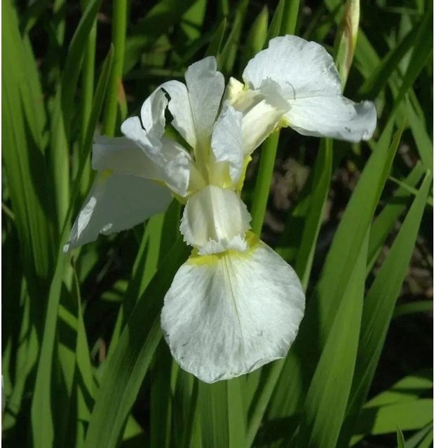 Sibirische Schwertlilie Snow Queen Iris sibirica weiße Staude für den Garten - Bild 1