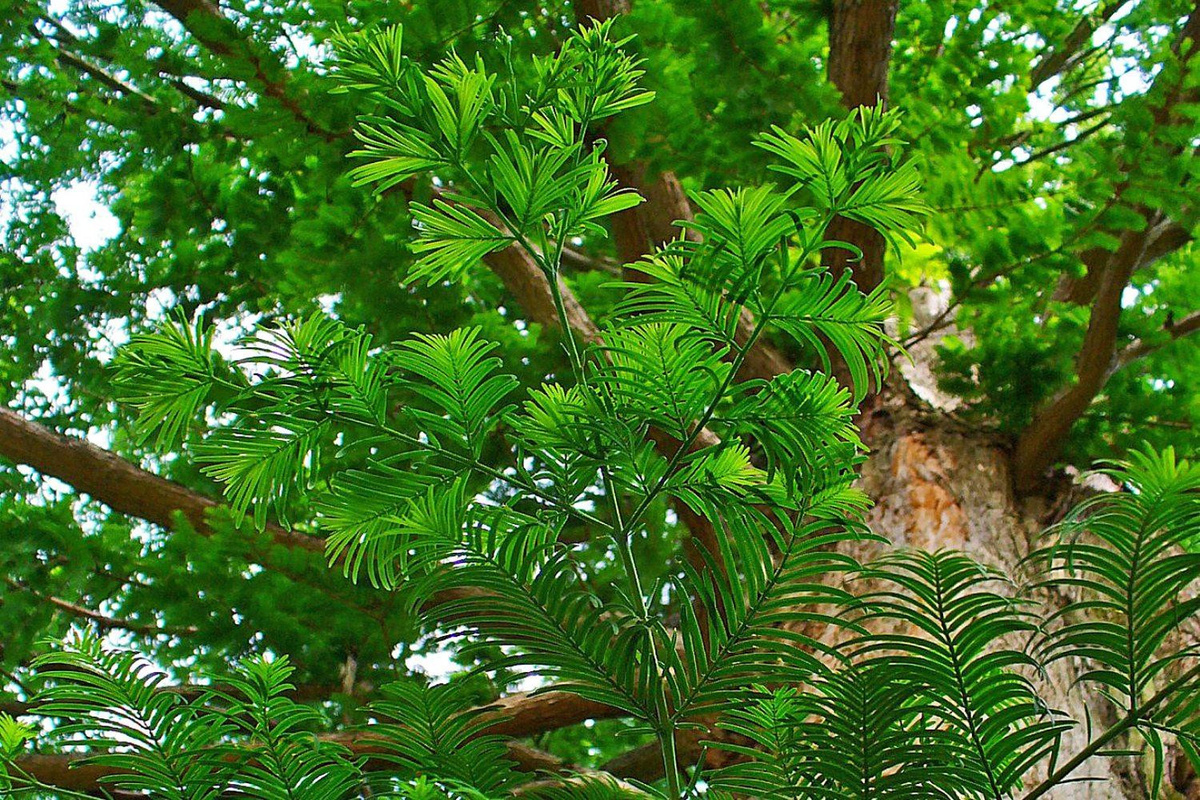 SAFLAX Geschenkset Dawn Redwood Metasequoia glyptostroboides mit 60 Samen, Geschenkbox, Karte, Etikett und Topfsubstrat - Bild 2