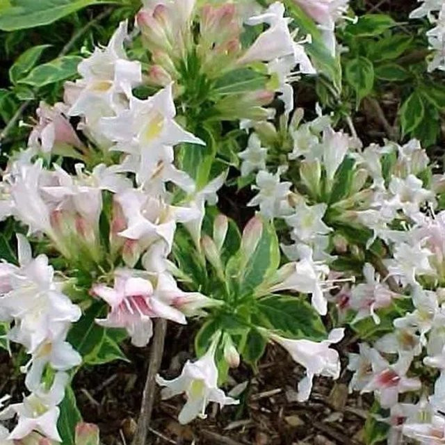Arborix Weigelie Nana Variegata mit panaschiertem Laub, 60 bis 80 cm Höhe im Container - Bild 1