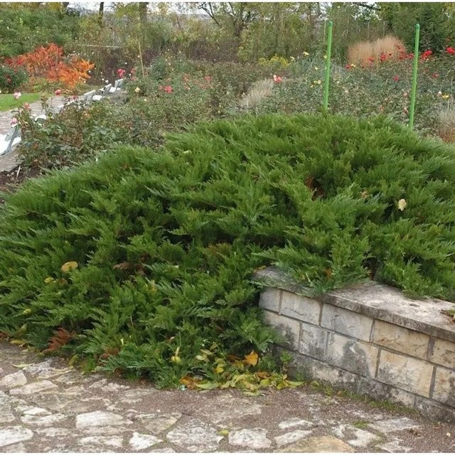 Juniperus Sabina Tamarisken Wacholder als grüner Bodendecker für den Steingarten, Höhe: 25-30 cm - Bild 1