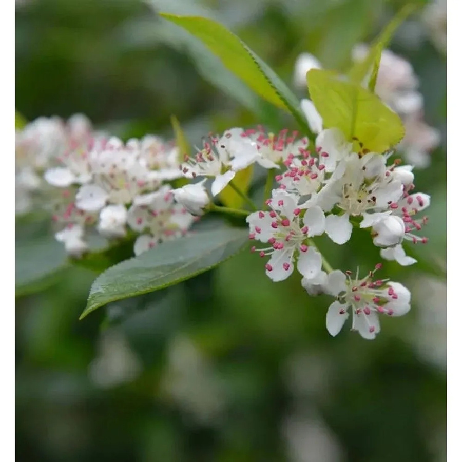 Aronia melanocarpa Apfelbeere Schwarze Beeren von Nr-01.de, Höhe: 80-100 cm - Bild 1