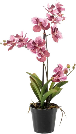 Künstliche Orchidee Liam von Aplanta, Höhe: 60 cm
