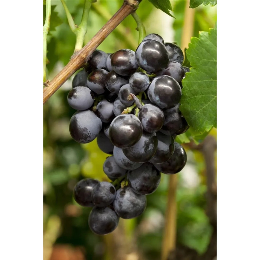 Vitis Vinifera Kernlos Blau Kletterstrauch für deinen Garten, Höhe: 80–100 cm - Bild 2