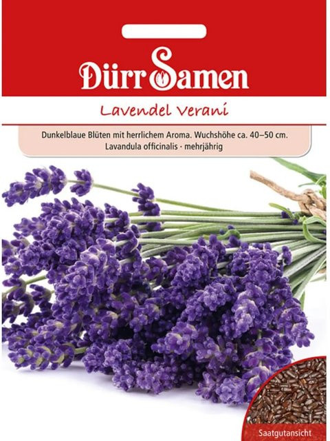 Dürr Lavendel Verani Saatgut - Bild 1