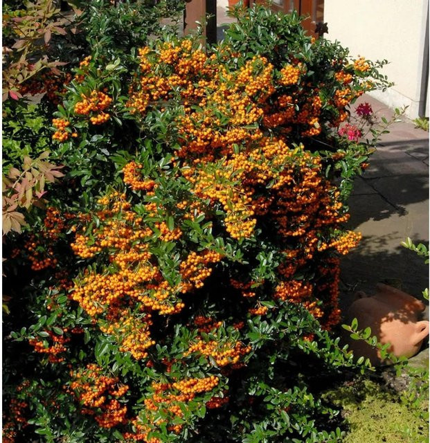 Feuerdorn Pyracantha Sunny Star Strauch in Orange, Gelb und Weiß, Höhe: 40-60 cm - Bild 1