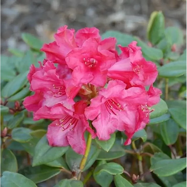 Rhododendron Tromba Alpenrose von Nr-01.de, Höhe: 50-60 cm - Bild 1