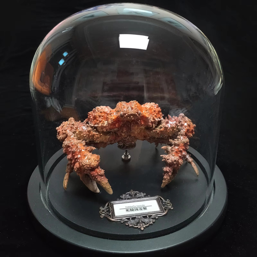 ORIGIFTS Daldorfia Horrida Echte Krabbe als Taxidermie-Präparat in einer Glasvitrine, Multicolor - Bild 2
