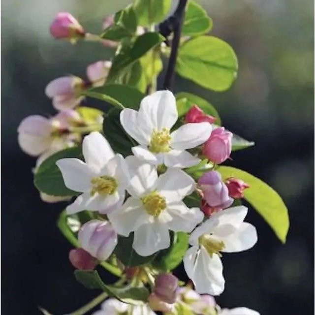 Hochstamm Zierapfel Adirondack Malus in Weiß, Höhe: 80-100 cm - Bild 1