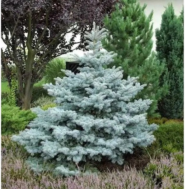 Blaufichte Picea pungens von Nr-01.de in Blau, 40-50 cm - Bild 1