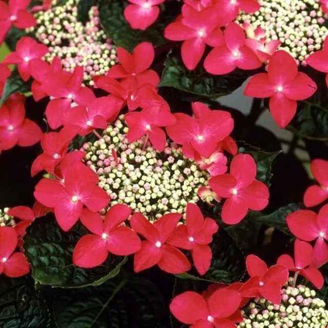 Arborix Hortensie Teller Red Hydrangea in Rot, Pink und Weiß, Kompakt im Container, Höhe: 30 cm - Bild 1