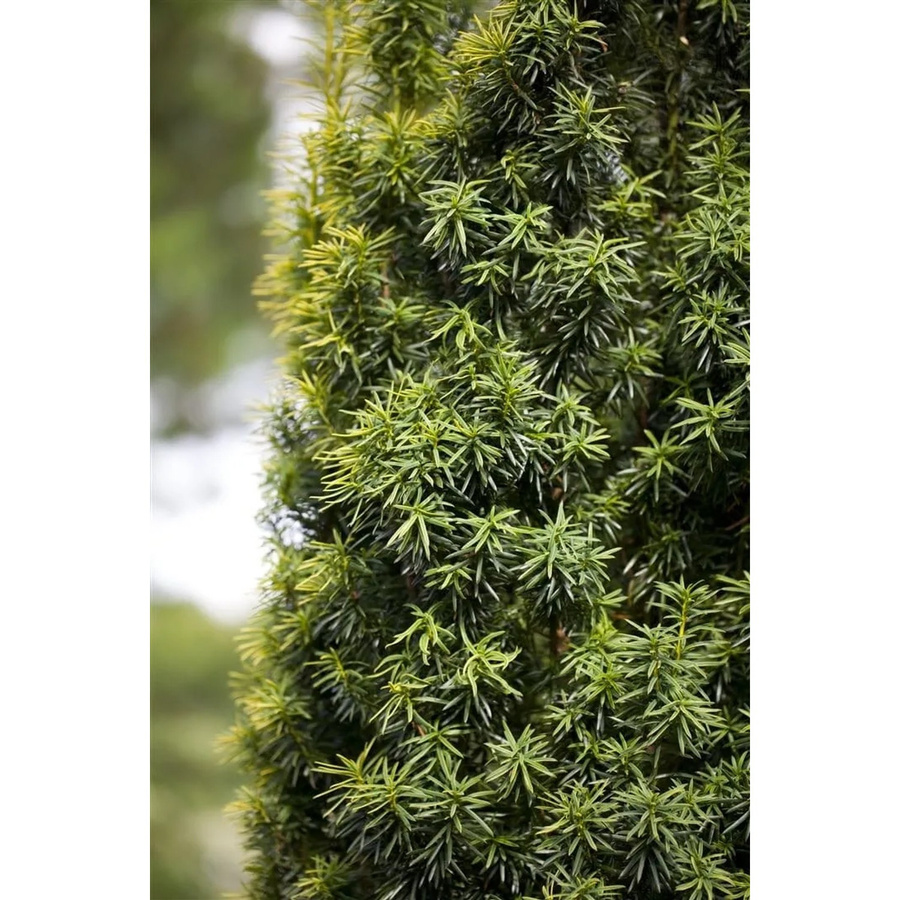 Taxus baccata Eibe als Heckenpflanze und Strauch in Grün, Höhe: 125-150 cm - Bild 2