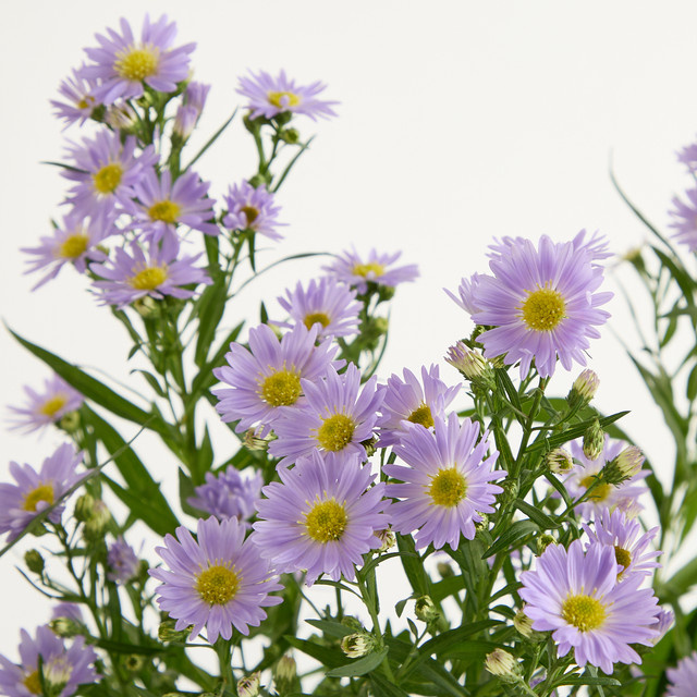 Blume2000 Astern Purple Bunch - Bild 1