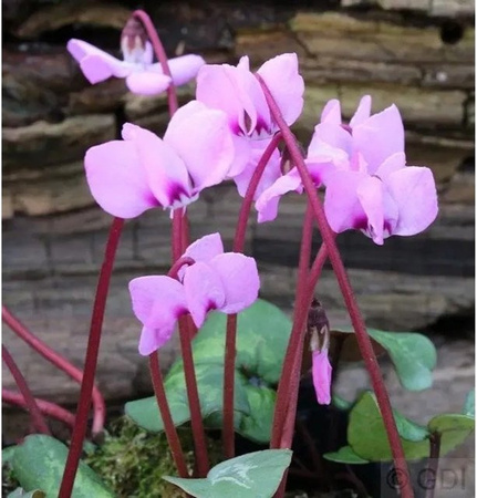 Cyclamen coum Alpenveilchen für den Garten und Steingärten