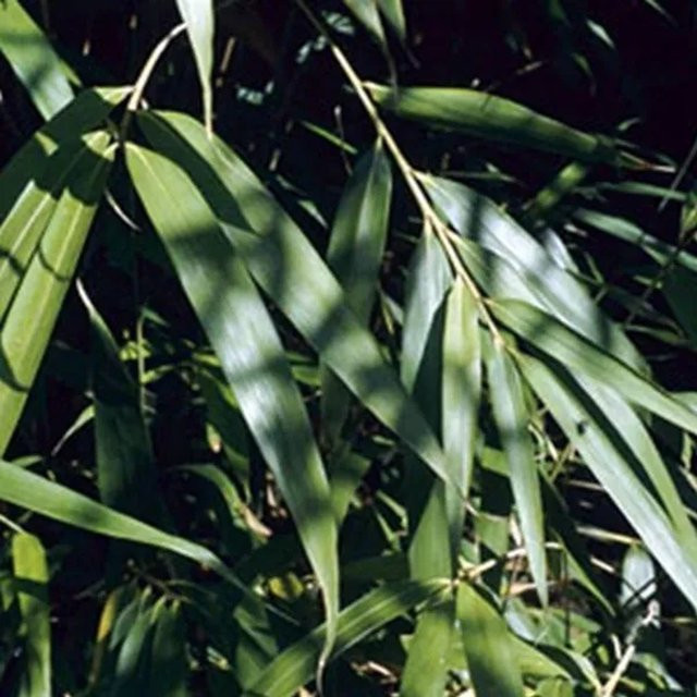 Arborix Pfeilbambus Pseudosasa japonica als immergrüne Heckenpflanze im Container, Grün, Höhe: 60 bis 80 cm - Bild 1