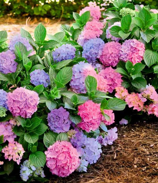 Freiland-Hortensie L.A. Dreamin® - Bild 1