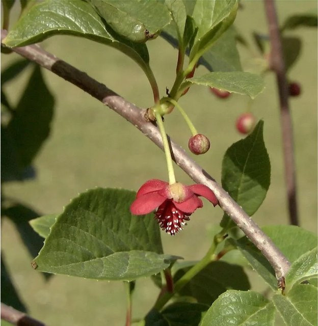 Schisandra chinensis Kletterpflanze als chinesisches Spaltkörbchen von Die Nr-01.de - Bild 1
