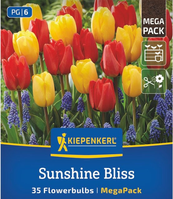 Kiepenkerl Blumenzwiebelmischung Sunshine Bliss Mix, bunt, 35 Stück - Bild 1
