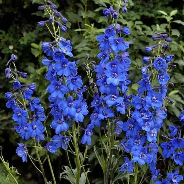 6er Set Arborix Pacific-Rittersporn Blue Bird Delphinium mit blauen Blüten im 9cm Topf - Bild 1