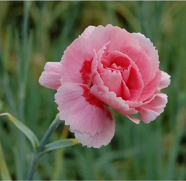 Federnelke Doris Dianthus plumarius pink als winterharte Stauden und Bodendecker - Bild 1