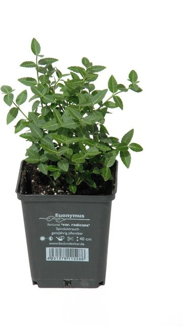 Euonymus fortunei Helix Kletterstrauch als Bodendecker für Garten und Grab, Topf-Ø: 9 cm - Bild 1