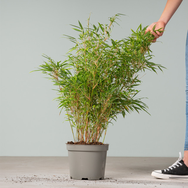 Fargesia Bambus Rufa als horstbildende Pflanze für deine Hecke von BLUME2000 - Bild 1