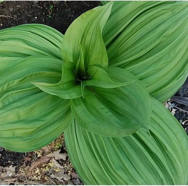 Schwarzer Germer Veratrum nigrum als mehrjährige Gartenpflanze in Schwarz und Grün - Bild 1