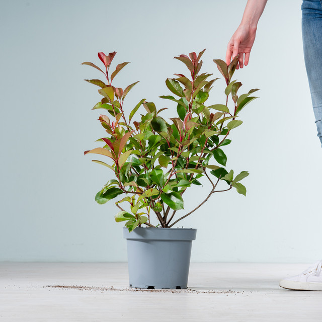 Glanzmispel Photinia Red Robin von BLUME2000 als Heckenpflanze und Ziergehölz für deinen Garten - Bild 1