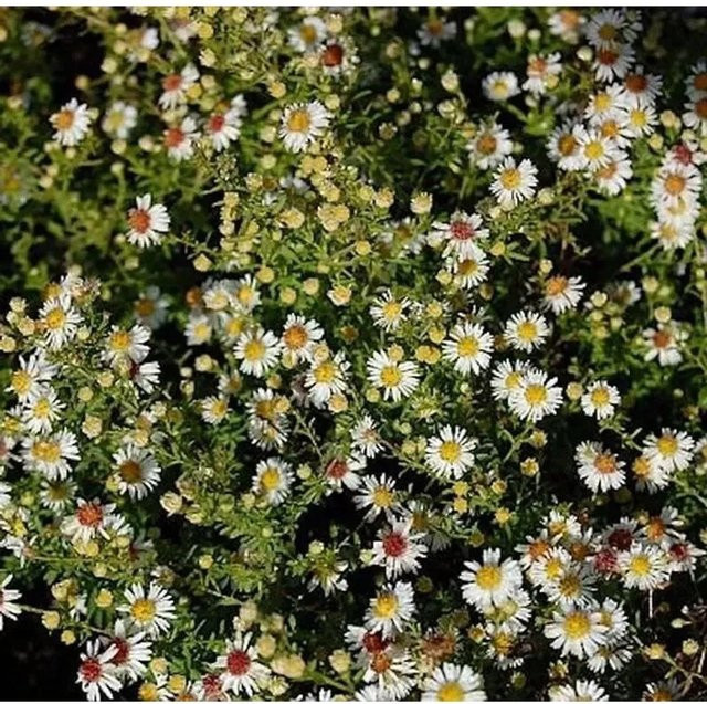 Myrtenaster Weißer Zwerg Aster ericoides als weiße Staude für das Freiland und Staudenbeet - Bild 1