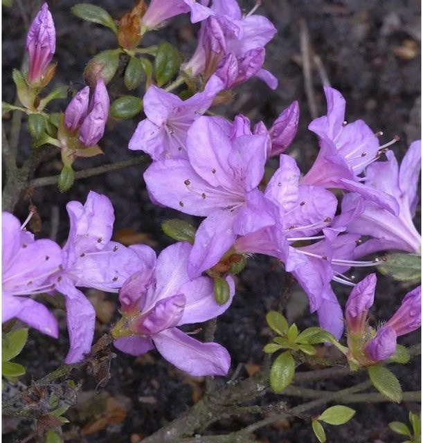 Japanische Azalee Geisha Lila Rhododendron obtusum als Topfpflanze - Bild 1
