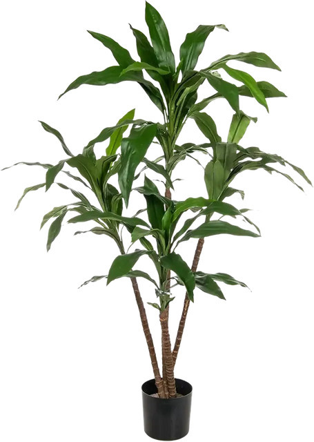 Künstliche Dracaena Michel Pflanze von Aplanta, Höhe: 60 cm - Bild 1