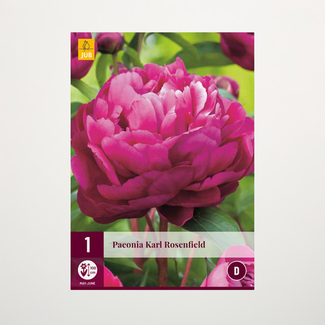 Pfingstrose Karl Rosenfield Rhizom von BLUME2000 - Bild 1