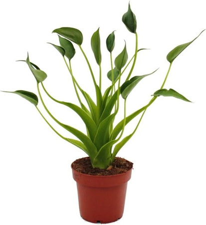 Exotenherz Alocasia Tiny Dancer Pfeilblatt Tropenwurz Zimmerpflanze im 12 cm Topf