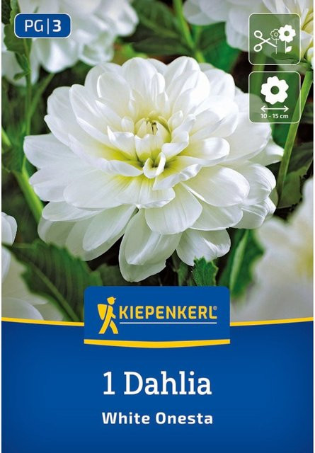 Kiepenkerl Seerosen-Dahlie White Onesta, 1 Zwiebel, weiß - Bild 1
