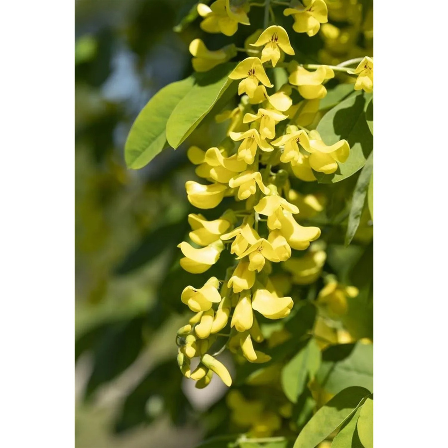 Laburnum Anagyroides Sunspire Goldregen Gelb mit 80 cm Stammhöhe - Bild 2