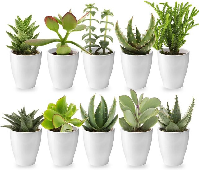 Vdvelde Mini Sukkulenten Set mit weißen Keramiktöpfchen, 10 Stück, für den Wohnbereich und Indoor-Dekoration - Bild 1